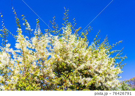 春 シロバナトキワマンサクの写真素材