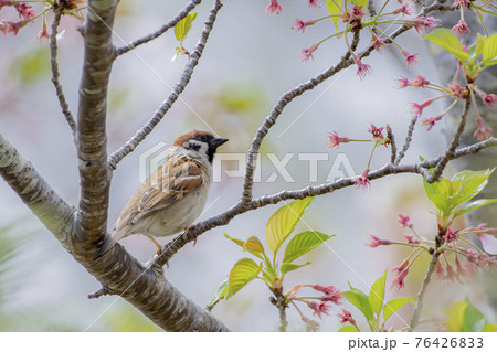 桜の枝でひと休みするすずめ 76426833