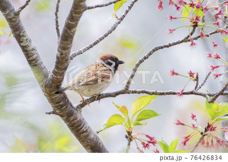 桜の枝でひと休みするすずめ 桜の枝でひと休みするすずめ 76426834