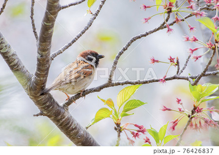 桜の枝でひと休みするすずめ 76426837