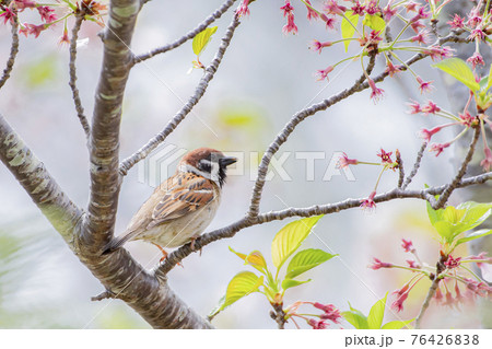 桜の枝でひと休みするすずめ 76426838