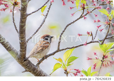 桜の枝でひと休みするすずめ 桜の枝でひと休みするすずめ 76426839