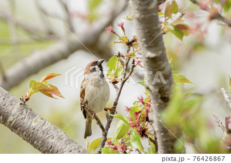 桜の枝でひと休みするすずめ 桜の枝でひと休みするすずめ 76426867
