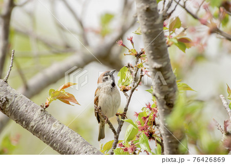 桜の枝でひと休みするすずめ 76426869