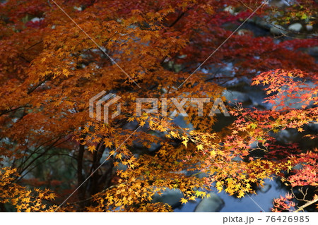 奥津渓の紅葉 奥津渓の紅葉 76426985