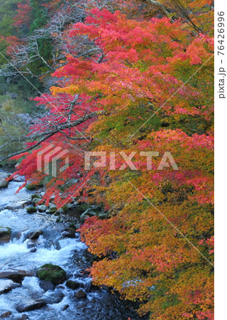 奥津渓の紅葉 76426996