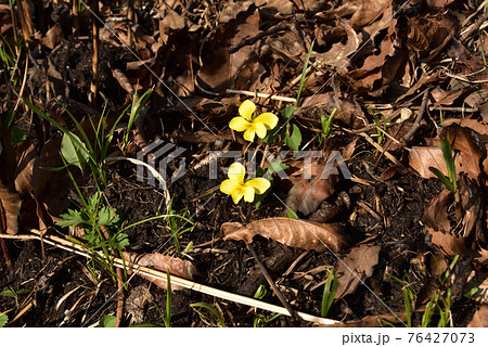 キスミレ 黄スミレ 絶滅危惧植物 熊本県阿蘇郡南小国町 キスミレ 黄スミレ 絶滅危惧植物 熊本県阿蘇郡南小国町 76427073