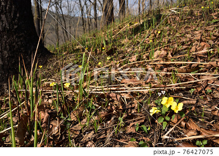 キスミレ 黄スミレ 絶滅危惧植物 熊本県阿蘇郡南小国町 キスミレ 黄スミレ 絶滅危惧植物 熊本県阿蘇郡南小国町 76427075