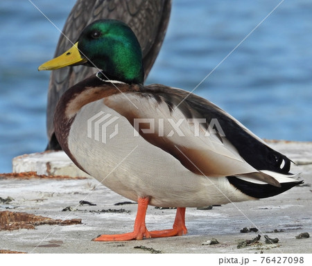マガモ 76427098