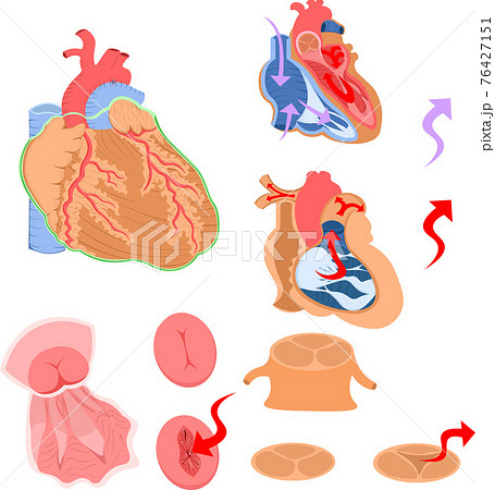 心臓 構造 イラストのイラスト素材