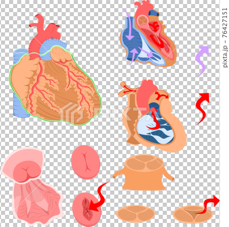 心臓　構造　イラスト 76427151