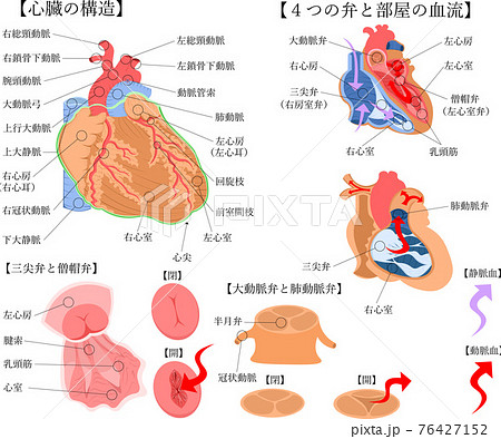 心臓 構造 日本語 解説 イラスト 心臓 構造 日本語 解説 イラスト 76427152