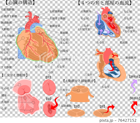 心臟結構日本解說圖 心臟結構日本解說圖 76427152