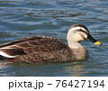 カルガモ 76427194