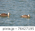 カルガモ 76427195