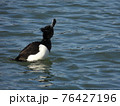 キンクロハジロ 76427196