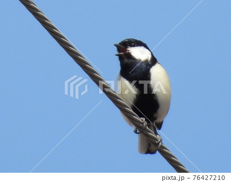 シジュウカラ 76427210