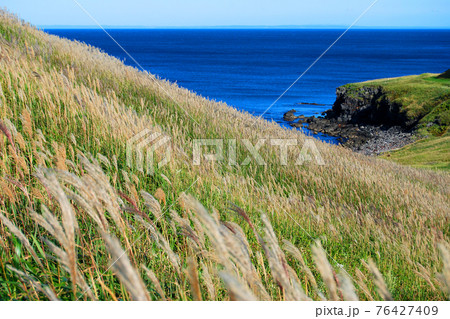 海岸沿いの草原と利尻の海 76427409