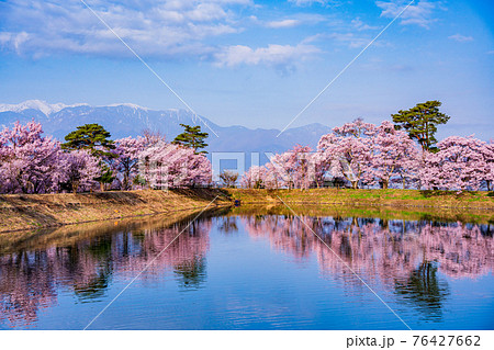 （長野県）井上井月句碑（六道の堤）の桜　早朝 76427662