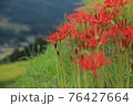 里山の彼岸花 76427664