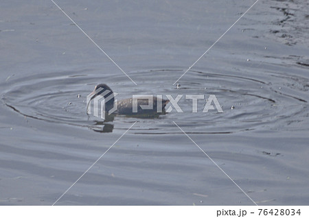 1) 魚が隠れている水草の下を引っぺがすオオバン。「おきんかい、ワレ！」 76428034