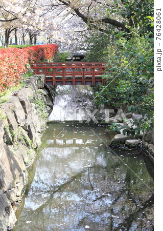 春の葛西用水桜通り　東京都足立区大谷田　はーもにかばし付近　 76428061