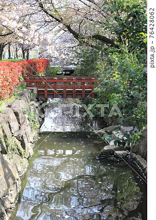 春の葛西用水桜通り　東京都足立区大谷田　はーもにかばし付近　 76428062