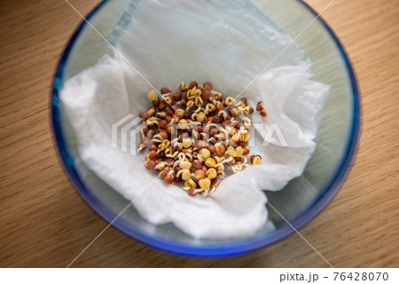 カイワレ大根の芽 カイワレ大根の芽 76428070