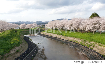 花曇りの桜並木 76428084