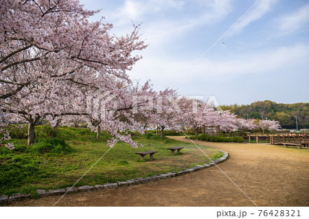 亀鶴公園の桜 香川県さぬき市 の写真素材