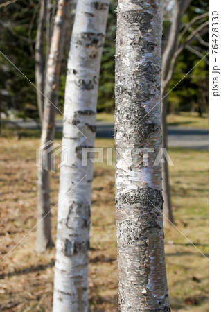 白樺, しらかば, 北海道, 札幌, 自然, 植物, シラカバ, 樹木, 花粉, シラカバ花粉 76428330