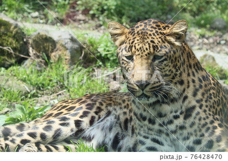 ヒョウ ヒョウ 76428470