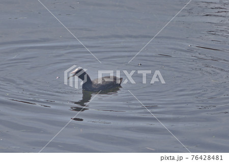 2) 魚をパクっとひと飲みにするオオバン 76428481