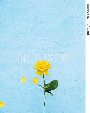 黄色いバラとブルーの背景 複数のバリエーションがありますのイラスト素材