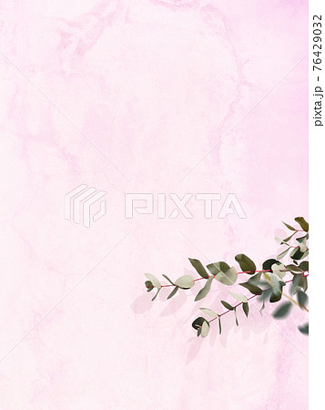 ピンク色の壁とユーカリの葉で構成された爽やかなイメージの背景 - 複数のバリエーションがあります 76429032