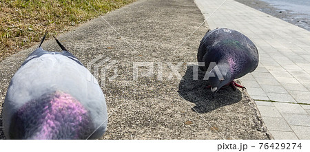 つがいの鳩と太田川沿いの風景の写真素材