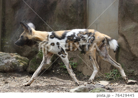 リカオン リカオン 76429445