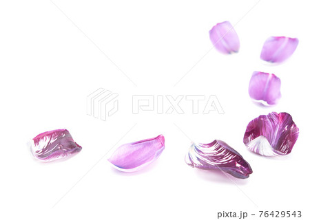 Fresh tulip petal isolated on white background with copy space. Spring flower 76429543