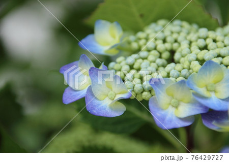 色づき始める紫陽花 色づき始める紫陽花 76429727