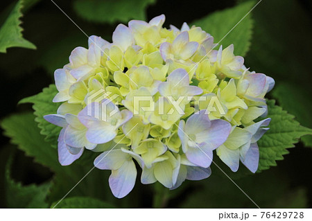 色づき始める紫陽花 色づき始める紫陽花 76429728