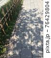 桜の道 76429804