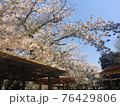 桜満開の春 76429806