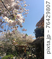 桜満開の春 76429807