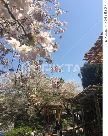 桜満開の春 76429807