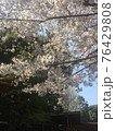 桜満開の春 76429808