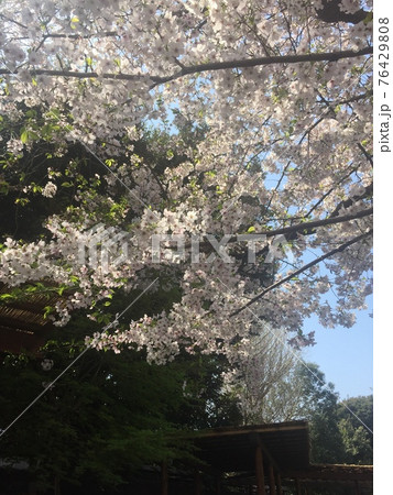 桜満開の春 76429808