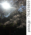 桜満開の春 76429809