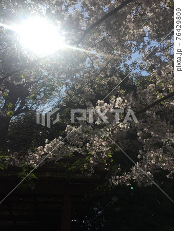 桜満開の春 76429809