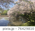 桜満開の春 76429810