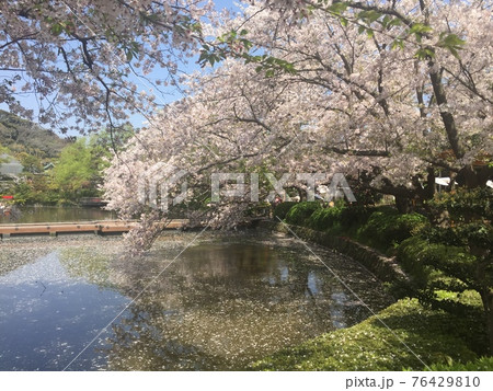 桜満開の春 桜満開の春 76429810